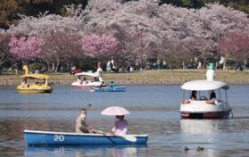 名物のボートをこぎながら桜を楽しむ花見客＝９日午後、明石市の明石公園