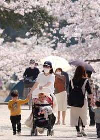 ぽかぽか陽気に包まれ、花見客も薄着に。散り始めたソメイヨシノの名残を惜しむ人でにぎわった＝９日午後、明石市の県立明石公園（撮影・小林良多）