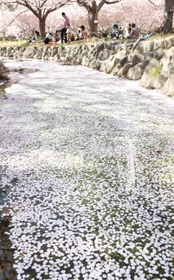 剛の池では水路が散り始めたソメイヨシノで埋まり花筏（はないかだ）となった＝９日午後、明石市の県立明石公園（撮影・小林良多）