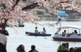 剛の池で散りゆくソメイヨシノをめでる花見客＝９日午後、明石市の県立明石公園（撮影・小林良多）