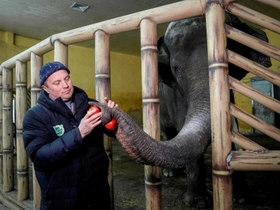 ３月３日、ウクライナ・キーウの動物園でゾウに餌を与えるスタッフ（ロイター＝共同）