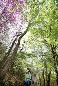 新緑とコバノミツバツツジの下で散策を楽しむハイカーたち＝１７日午前、神戸市北区山田町下谷上