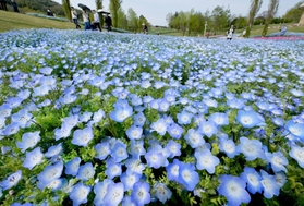緑の丘に空色が映えるネモフィラの花畑＝淡路市夢舞台、国営明石海峡公園