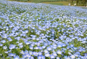 丘を爽やかな青色に染め上げるネモフィラの花々＝１９日午後、淡路市夢舞台、国営明石海峡公園