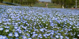 丘を爽やかな青色に染め上げるネモフィラの花々＝１９日午後、淡路市夢舞台、国営明石海峡公園