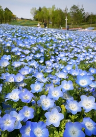 丘を爽やかな青色に染め上げるネモフィラの花々＝１９日午後、淡路市夢舞台、国営明石海峡公園