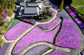 開花が進み、色味が鮮やかになったシバザクラのじゅうたん＝三田市永沢寺（ドローンで撮影）