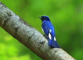 六甲山系の森に飛来している夏鳥のオオルリ＝神戸市中央区神戸港地方