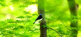 六甲山系の森に飛来している夏鳥のオオルリ＝神戸市中央区神戸港地方