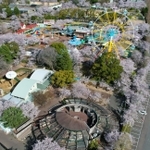 昭和レトロな遊園地を彩るソメイヨシノ＝１日午前、神戸市灘区王子町３（ドローンで撮影）