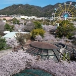 昭和レトロな遊園地を彩るソメイヨシノ＝１日午前、神戸市灘区王子町３（ドローンで撮影）