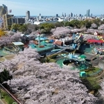 昭和レトロな遊園地を彩るソメイヨシノ＝１日午前、神戸市灘区王子町３（ドローンで撮影）