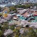 昭和レトロな遊園地を彩るソメイヨシノ＝１日午前、神戸市灘区王子町３（ドローンで撮影）