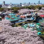 昭和レトロな遊園地を彩るソメイヨシノ＝１日午前、神戸市灘区王子町３（ドローンで撮影）