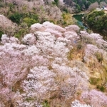 猪名川沿いの斜面を彩るエドヒガン＝川西市水明台１（ドローンで撮影）