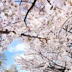 姫路城内堀に２年ぶりに戻った和船「はりま」に乗って満開の桜をめでる乗客ら＝姫路市本町