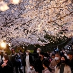 ライトアップされた桜を楽しむ来園者＝３日午後、神戸市灘区王子町３、王子動物園（撮影・坂井萌香）