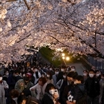 ライトアップされた桜を楽しむ来園者＝３日午後、神戸市灘区王子町３、王子動物園（撮影・坂井萌香）