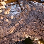 ライトアップされた桜を楽しむ来園者＝３日午後、神戸市灘区王子町３、王子動物園（撮影・坂井萌香）
