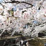 見ごろを迎えたサクラ。水辺を散策する人たち＝西宮市、夙川河川敷緑地