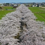印南野台地に伸びる約４００本のソメイヨシノ＝兵庫県稲美町北山（撮影・吉田敦史）