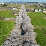 曇川の両岸に立ち並ぶ４００本近いソメイヨシノ＝兵庫県稲美町北山（撮影・吉田敦史）