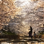 河原をピンクに染める満開の桜並木＝兵庫県稲美町北山（撮影・吉田敦史）