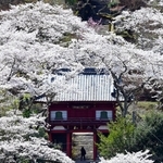 満開のソメイヨシノ。古刹も輝きにあふれる＝丹波市山南町谷川