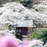 満開のソメイヨシノ。古刹も輝きにあふれる＝丹波市山南町谷川