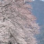 駅構内の桜並木。ホームを鮮やかなピンク色に染める＝豊岡市竹野町草飼、ＪＲ竹野駅