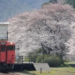 駅構内の桜並木。ホームを鮮やかなピンク色に染める＝豊岡市竹野町草飼、ＪＲ竹野駅
