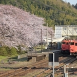 駅構内の桜並木。ホームを鮮やかなピンク色に染める＝豊岡市竹野町草飼、ＪＲ竹野駅