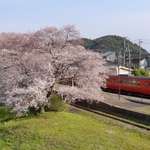 駅構内の桜並木。ホームを鮮やかなピンク色に染める＝豊岡市竹野町草飼、ＪＲ竹野駅