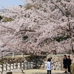 陽光を浴び、山城に輝くサクラ＝洲本市小路谷、洲本城跡