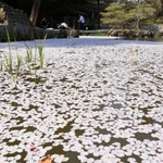 水辺をピンクに染める花びら＝洲本市小路谷、洲本城