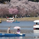 名物のボートをこぎながら桜を楽しむ花見客＝９日午後、明石市の明石公園
