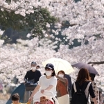 ぽかぽか陽気に包まれ、花見客も薄着に。散り始めたソメイヨシノの名残を惜しむ人でにぎわった＝９日午後、明石市の県立明石公園（撮影・小林良多）