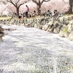 剛の池では水路が散り始めたソメイヨシノで埋まり花筏（はないかだ）となった＝９日午後、明石市の県立明石公園（撮影・小林良多）