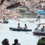 剛の池で散りゆくソメイヨシノをめでる花見客＝９日午後、明石市の県立明石公園（撮影・小林良多）