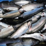 生け締めされ、その日のうちに出荷される＝姫路市白浜町