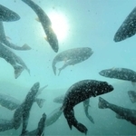 餌がまかれた海上いけすの中で悠々と泳ぐ「白鷺サーモン」＝姫路市家島町