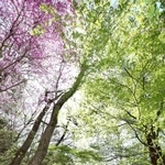 新緑とコバノミツバツツジの下で散策を楽しむハイカーたち＝１７日午前、神戸市北区山田町下谷上