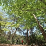 新緑の下、散策を楽しむ人たち＝１７日午前、神戸市北区山田町下谷上、再度公園