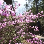 薄紫色に咲くコバノミツバツツジを眺めながら歩く来園者＝１７日午前、神戸市北区山田町下谷上、再度公園