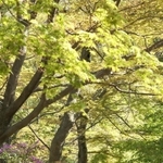 新緑が彩る周遊路を歩く来園者＝１７日午後、神戸市北区山田町下谷上、再度公園