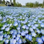 緑の丘に空色が映えるネモフィラの花畑＝淡路市夢舞台、国営明石海峡公園