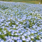 丘を爽やかな青色に染め上げるネモフィラの花々＝１９日午後、淡路市夢舞台、国営明石海峡公園