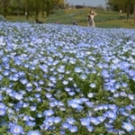 丘を爽やかな青色に染め上げるネモフィラの花々＝１９日午後、淡路市夢舞台、国営明石海峡公園