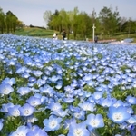 丘を爽やかな青色に染め上げるネモフィラの花々＝１９日午後、淡路市夢舞台、国営明石海峡公園