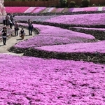 ピンク色のじゅうたんのように広がるシバザクラ＝三田市永沢寺（撮影・吉田敦史）